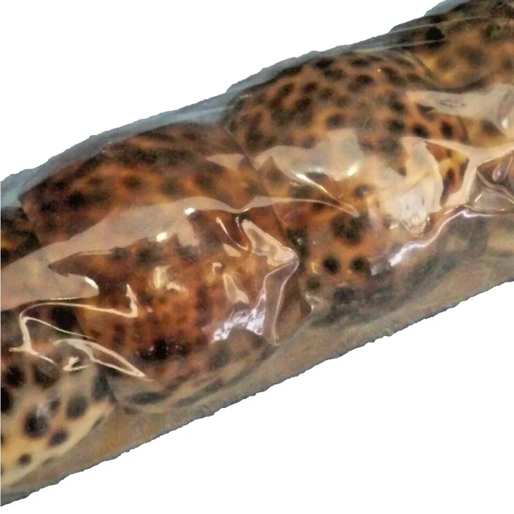 Vintage Tiger Cowrie Sea Shell NAPKIN RING Holders SET of 6 Natural Brown Black